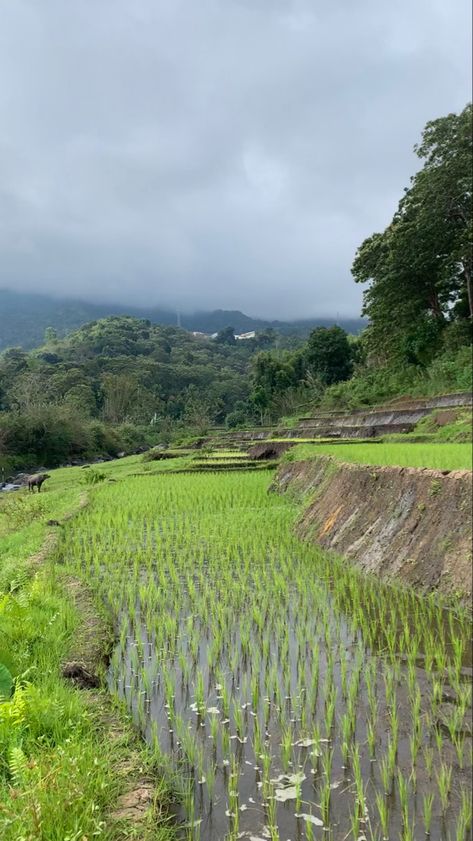 Nature Wallpaper Rice Fields Aesthetic, Photography Wallpaper Aesthetic, Fields Aesthetic, Wallpaper Aesthetic Nature, Farming Aesthetic, Rice Farming, Gap Year Travel, Travel Vision Board, Rice Field