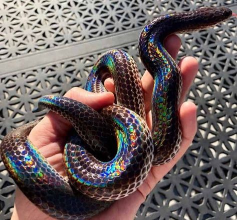 7 Best Beginner Pet Snakes + Key Facts (10+ Photos) | HappySerpent California King Snake, Cassandra Calin, Snake Costume, Snake Terrarium, Pet Snakes, Snake Facts, Hognose Snake, Rainbow Snake, Colorful Snakes