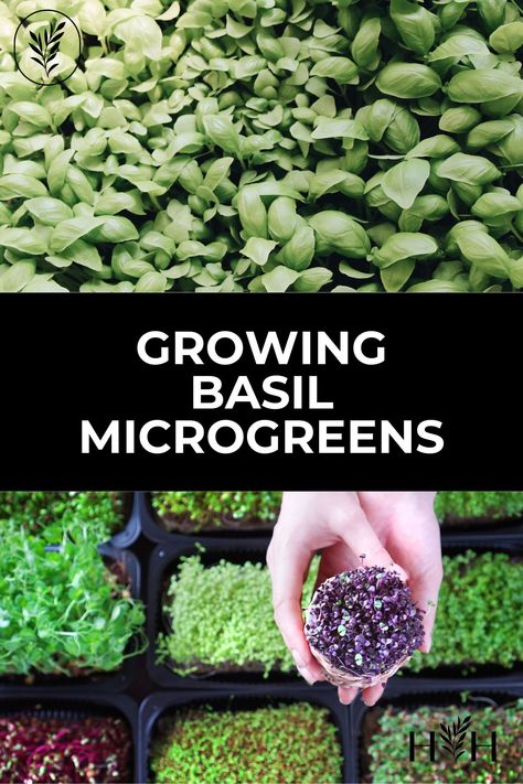 Soilless Gardening, Garden Diy Hacks, Grow Microgreens, Carrot Gardening, Growing Spinach, Herb Garden Pots, Growing Basil, Growing Microgreens, Garden Insects