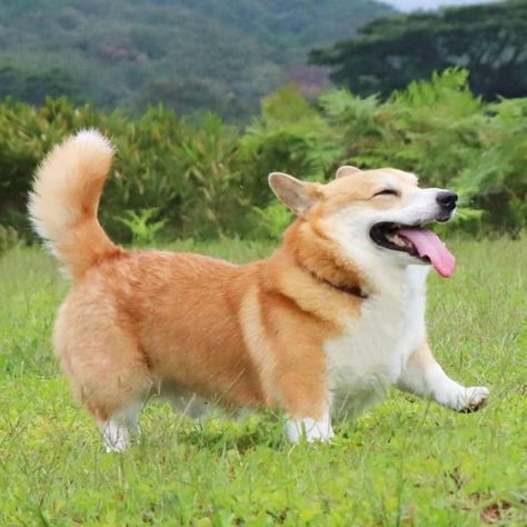 Dog Action Poses, Welsh Corgi Pembroke, Cute Corgi Puppy, Corgi Pembroke, 강아지 그림, Corgi Puppy, Cute Corgi, Pembroke Welsh Corgi, Corgi Dog