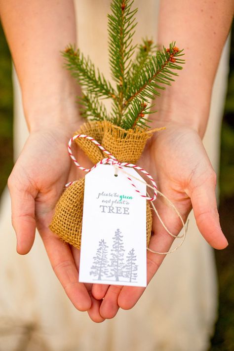 Tree Wedding Favors, Christmas Wedding Favors, Wedding Tokens, Creative Wedding Favors, Winter Wedding Favors, Inexpensive Wedding Favors, Wedding Favors And Gifts, Candy Wedding Favors, Exercise Ideas