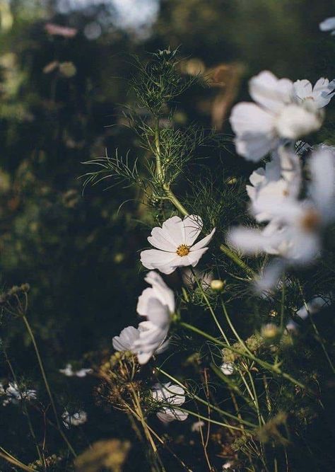 Flowers Cosmos, Wild Bunch, Seed Heads, British Flowers, Flower Business, Black Holes, Meadow Flowers, Garden In The Woods, Garden Cottage