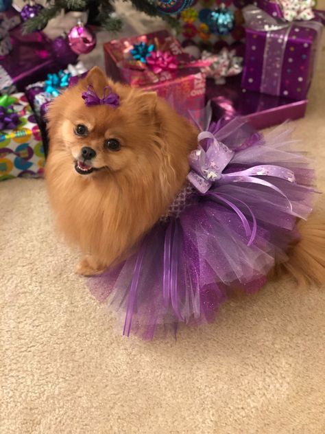 Tutu princess Pomeranian Outfits, Pomeranian Halloween Costume, Pomeranian Dressed Up, Dog Halloween Costumes Pomeranian, Pomeranian In Purse, Cafe Dress, Pomeranian Mom, Pomeranian Lovers, Domestic Animals