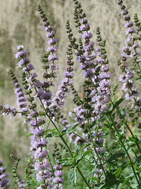 A Family Herb: Amazing Mint | Herbal Academy | The amazing mint plant is beautifully fragrant with a delightful taste. Learn the many ways you can use this plant in your home! Herb Witch, African Garden, Herbs For Sleep, Mint Plant, Cream Tattoo, Outdoor Studio, Medicine Herbs, Herbal Academy, Herbs Garden