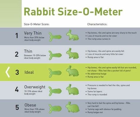 Rabbit Information, Pain Chart, Lop Bunnies, Holland Lop Bunnies, Pet Rabbit Care, Show Animals, Rabbit Gif, Rabbit Png, Rabbit Pictures