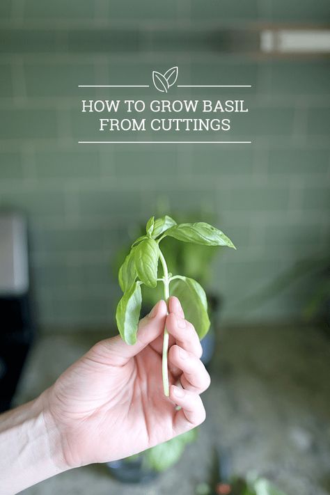 Learn how to grow basil from cuttings to turn one basil plant into ten or more -- all without spending any extra money on plants, fertilizer, or anything! Propagate Basil, Grow Basil, Growing Basil, Herbs Garden, Basil Plant, Garden Hacks, Vegetable Gardens, Planter Ideas, Low Maintenance Garden