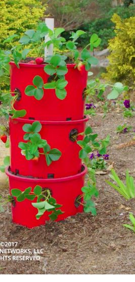 DIY recycled strawberry tower. 🍓 Diy Strawberry Tower, Strawberry Towers, School Garden Club, Grow Garlic Indoors, Plant Tower, Raised Garden Beds Diy Vegetables, Strawberry Planter, Strawberry Tower, Grow Garlic