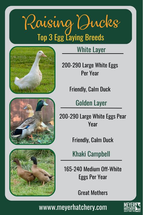 What are the best ducks for laying eggs? Khaki Campbell, Golden Layer and White Egg layers! Great alternative to chicken eggs Duck Vs Chicken Eggs, Best Ducks For Homestead, Best Ducks For Eggs, Duck Eggs Vs Chicken Eggs, Keeping Ducks And Chickens Together, Duck Breeds For Eggs, Raising Ducks For Eggs, Duck Breeds Chart, Duck Care For Beginners