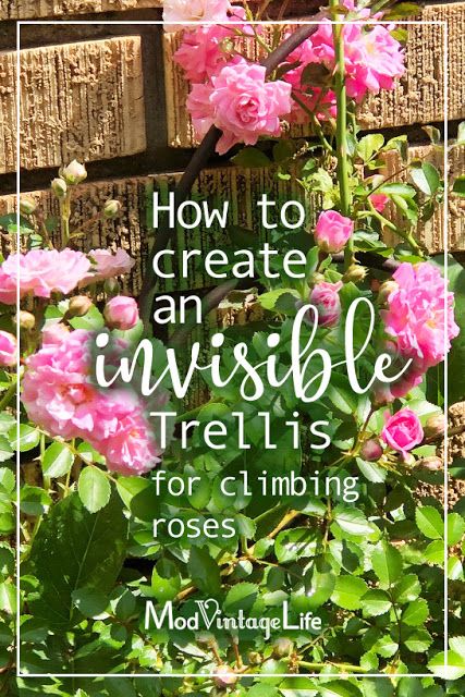 Let's Build a Trellis How To Make A Climbing Rose Trellis, Diy Rose Trellis How To Build, Wooden Rose Trellis, Trellis Ideas Diy Climbing Vines Front Of House, Trellis Ideas Front Of House, Rose Bush Support Ideas, Diy Trellis For Roses Climbing, Rose Trellis Against House, Trellis Ideas For Roses