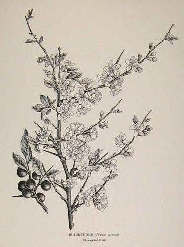 Blackthorn tree branch  this is what i think would be a pretty tattoo.. I really like the huge thorns. Blackthorn Tree Tattoo, Blackthorn Drawing, Hawthorne Tree Tattoo, Blackthorn Tattoo, Tree Branch Tattoos For Women, Welsh Witchcraft, Hawthorne Tattoo, Shrike Tattoo, Tattoo Ideas Nature