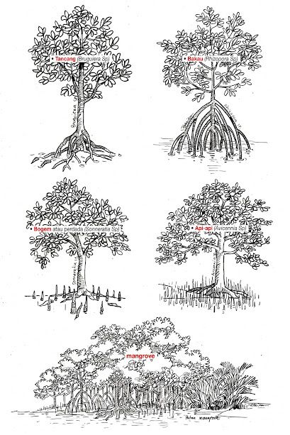 jatmika sketch & drawing: Jenis-Jenis Mangrove di Indonesia Bush Drawing, Forest Sketch, Forest Drawing, Section Drawing, Art Tutor, Ecology Design, Mangrove Forest, Tree Sketches, Real Tattoo