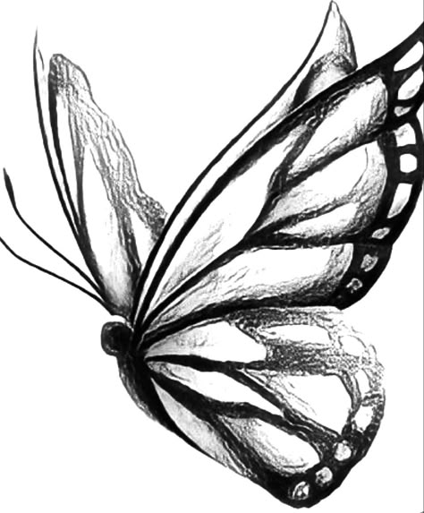 Fly Drawing, Butterfly Art Drawing, Butterfly Sketch, Pencil Drawing Images, Art Papillon, Pencil Sketch Images, Art Sketches Pencil, Butterfly Drawing, Art Drawings Sketches Creative