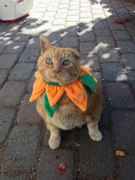 Have an orange cat?  Turn him or her into a pumpkin for halloween! Orange Cat Halloween, Pumpkin Cat Costume, Orange Cat Halloween Costume, Orange Cat Costume, Cat Outfit Halloween, Cat Halloween Costume Pet, Cat Costume Diy, Black Cat Costumes, Fall Cats