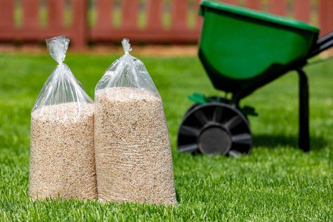 How to Get Rid of Grubs in Your Lawn How To Get Rid Of Grubs In Lawn, Grubs How To Get Rid Of, Lawn Pests, Japanese Beetles, Grass Type, Lush Lawn, Healthy Lawn, Yard Project, How To Attract Birds