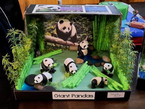 Giant Panda Diorama Panda Habitat Diorama, Panda Diaroma, Panda Habitat Project For Kids, Diorama Ideas For Kids School Projects, Habitats Diorama, Habitat Diorama Ideas For Kids, Panda Diorama, Animal Habitat Project, Panda Project