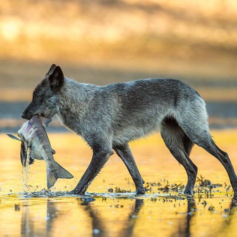 Sea wolf with a late season chum salmon.  These genetically distinct wolves have evolved alongside the ocean for so many thousands of years that the diet of some packs is mostly comprised of marine species.  Salmon, seals, sea lions - beached marine mammals - are just a few examples.  Some wolves even dig for clams and specialize in foraging other intertidal species.  Protecting the #greatbearsea is as important for whales as it is for wolves.  #greatbearrainforest @pacificwild #wolves #picof... Coastal Wolf, Sea Wolves, Chum Salmon, Trail Cam, Sea Wolf, Wolf Photography, Animal Reference, Marine Mammals, Grey Wolf