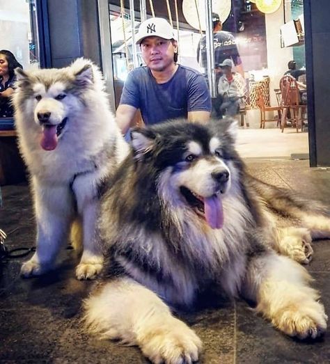 Giant Malamute, Giant Alaskan Malamute, Big Fluffy Dogs, Alaskan Malamute Puppies, Malamute Husky, Giant Dog Breeds, Malamute Dog, Malamute Puppies, Huge Dogs