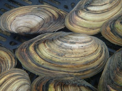 Swan Mussels (Anodonta cygnaea) are the largest freshwater mussel found in the UK. They are filter feeders and help to keep water free of microscopic algae. They are available only occasionally as they are becoming rare in the wild. Sold in packs of five, when available. Microscopic Algae, Purify Water, Goldfish Pond, Small Pond, Garden Ponds, Farm Plans, Pond Filters, Pond Liner, Pond Pumps