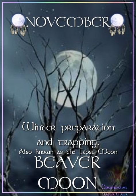 November Moon, Winter Preparation, Beaver Moon, Medium Spiritual, Frost Moon, Spiritual Medium, Moon Time, Winter Gardening, Tarot Reader