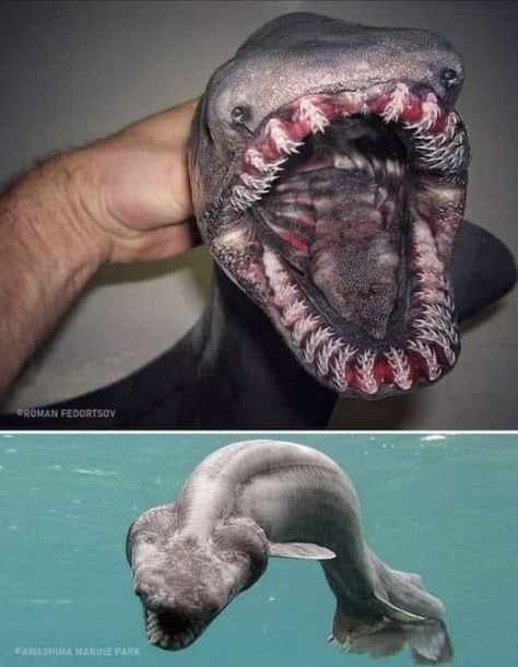 Frilled shark.  See photos for photographer credit. Shark Eyes, Scary Fish, Frilled Shark, Sharks Scary, Shark Stuff, Scary Animals, Draw Ideas, Awesome Animals, Silly Animals