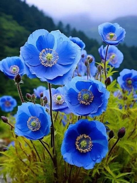 Himalayan Blue Poppies 💙 Blue Himalayan Poppy, Himalayan Blue Poppy Flower, Himalayan Poppies, Himalayan Poppy, Himalayan Blue Poppy, Blue Poppies, Blue Nature, Blue Poppy, Blue Garden