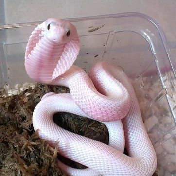 Cute Snakes, Baby Snakes, Danger Noodles, Pretty Snakes, Cute Reptiles, Pet Snake, Cute Snake, Beautiful Snakes, Cute Small Animals