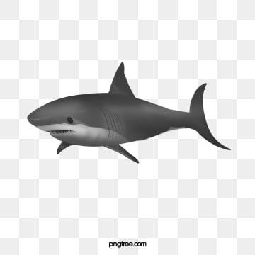 guayaba shark,pescado,tiburón tigre,gran tiburón,guayaba,shark,tiburón,tigre,gran,tiburón Shark Png, Shark Clipart, Shark Silhouette, Ocean Backgrounds, Underwater Sea, Water Background, Shark Fishing, Marine Fish, Marine Animals