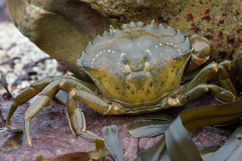 Hyper\u002Daggressive Canadian green crabs are wreaking havoc on East Coast ecosystems. Green Crab, Crab Species, Marine Plants, Dungeness Crab, King Crab, Food Web, Marine Environment, Invasive Species, Parts Of A Plant