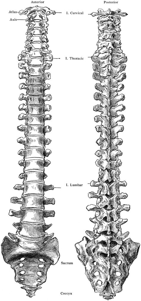 spine Spine Vertebrae Anatomy, Spine Front View, Spinal Column Tattoo, Spine Drawing Sketches, Skeleton Reference Drawing, Spine Sketch, Spinal Cord Drawing, Spin Drawing, Vertebrae Drawing