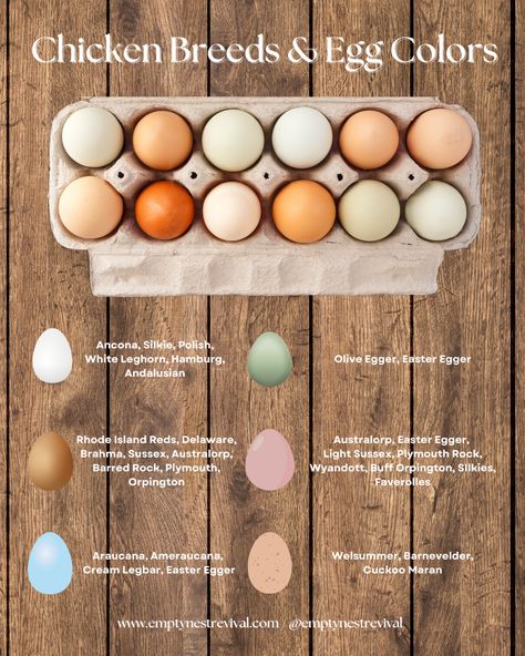 Grab your Guide to raising chickens! Cuckoo Maran, Chicken Egg Colors, Cream Legbar, Egg Colors, Olive Egger, Sweet Potato Dog Treats, Buff Orpington, Easter Eggers, Chicken Club