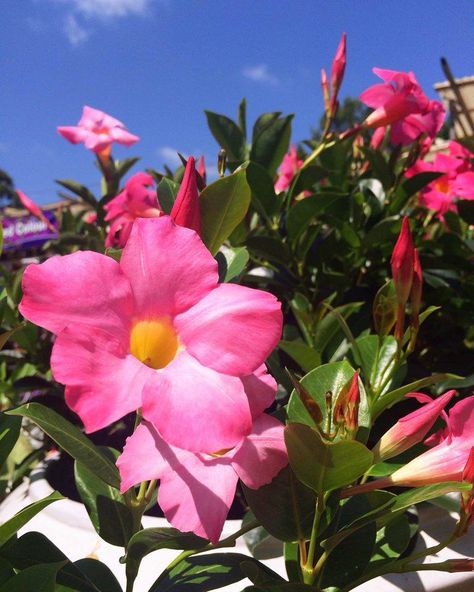 Dipladenia Rio Pink Pretty In Pink, Plants, Pink