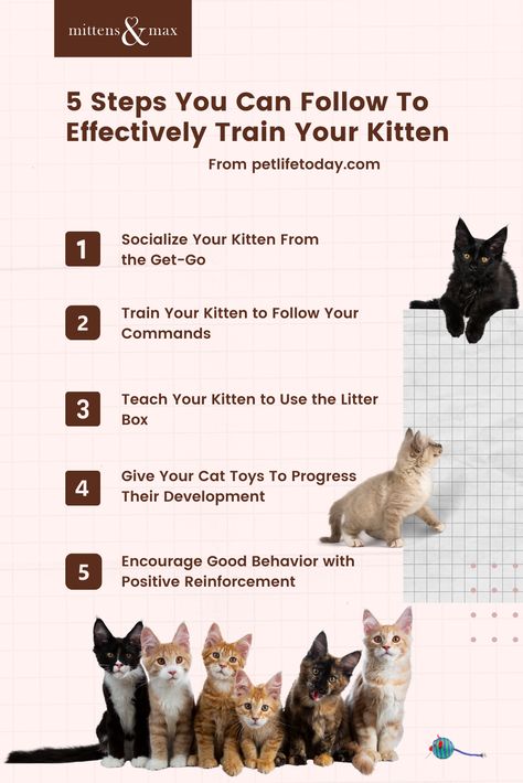 Training A Kitten, Vet Technician, Getting A Kitten, Cat Hacks, Cat Care Tips, Kitten Care, Cat Parenting, Cat Training, Cat Behavior