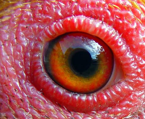 Animal Psychology, Chicken Eyes, Bird Eyes, Animal Close Up, Animals Eyes, Eyes Animal, Foto Macro, Trendy Eyeshadow, Eye Close Up