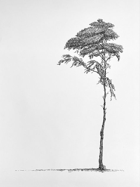 A Scots Pine tree. Set to one side. Fine line black pen and ink drawing by MSillo. Scots Pine Drawing, Scots Pine Tattoo, Tall Tree Drawing, Woody Aesthetic, Fine Line Tree Tattoo, Stone Pine Tree, Otto Tattoo, Scots Pine Tree, Environment Studies