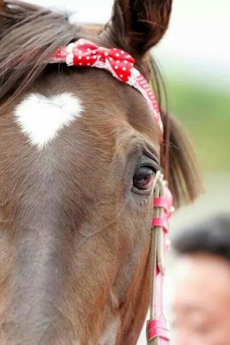 Horse with a heart on its forehead Heart In Nature, All The Pretty Horses, Horse Crazy, Pretty Horses, Horse Love, Beautiful Heart, Heart On, Horse Lover, Beautiful Horses