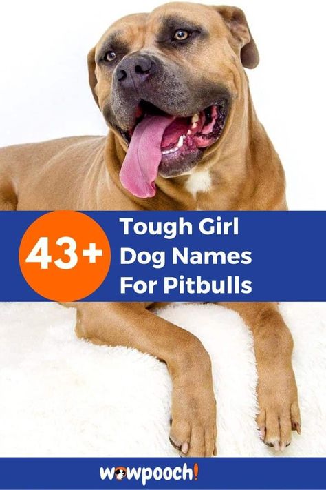 Tough Girl Dog Names For Pitbulls     Name Meaning Or Inspiration Origin #1 Honey A sweet nectar gathered by bees from flowers   #2 Scarlet An excellent red color with a touch of orange Germanic #3 Smudge     #4 Spotty     #5 Angel     #6 Dinah   English #7 Dixie … 43  Tough Girl Dog Names For Pitbulls Read More » Names For Pitbulls, Girl Dog Names, Female Dog Names, Group Of Dogs, Dog Information, Name Inspiration, Tough Girl, Girl Dog, Dog Blog