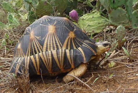 Madagascar Animals, Radiated Tortoise, Desert Lizards, Russian Tortoise Diet, Kawaii Turtle, Russian Tortoise, Tortoise Care, Amazing Frog, Turtle Time