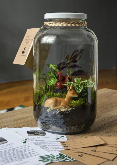 Jar Terrarium Photos, Download The BEST Free Jar Terrarium Stock Photos & HD Images Terrarium Closed, Jar Terrarium, Water Terrarium, Tropical Terrariums, Terrarium Garden, Bottle Terrarium, Harmful Insects, Mitzvah Decor, Open Terrariums