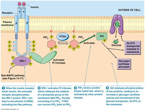 tyrosine kinase receptor | insulin receptor receptor tyrosine kinase school jam biomedical ... Metabolic Pathways, Oxidative Phosphorylation, Cell Respiration, Biochemistry Notes, Signal Transduction, Science Clipart, Plasma Membrane, Biology Classroom, Biology Facts