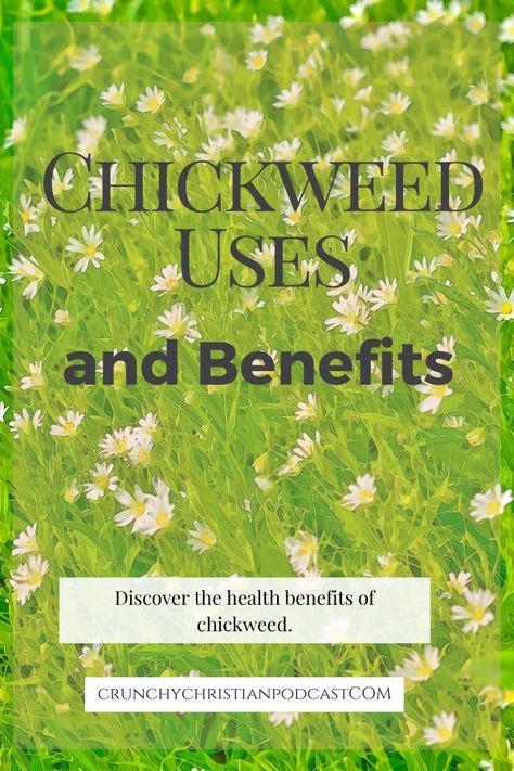 Chickweed Tea Benefits, Chickweed Benefits, Medicine Plants, Medicinal Herbs Remedies, Herbs Remedies, Medicinal Wild Plants, Edible Weeds, Wild Herbs, Micro Greens