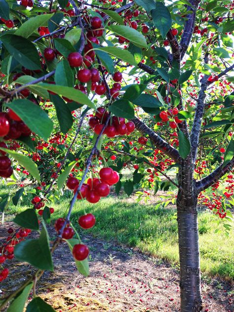 Fruit Trees Backyard, Growing Fruit Trees, Cherry Fruit, Cherry Tart, Growing Fruit, Fruit Plants, Fruit Garden, Tree Tops, Cherry Tree