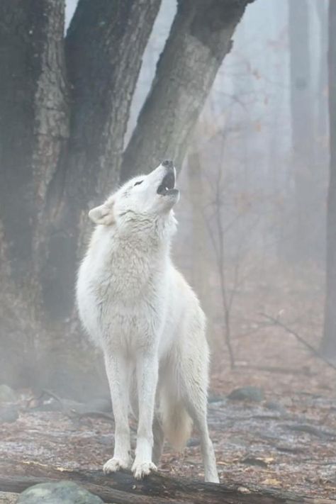 The white wolf howls in late frosty autumn [Video] in 2022 | White wolf, Wolf dog, Wolf spirit animal White Wolf Aesthetic, White Wolf Dog, Autumn Video, Wolf With Blue Eyes, Wolf Aesthetic, The White Wolf, Dog Wolf, Aesthetic Gold, African Wild Dog