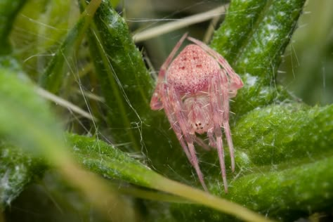 Pink Spider | Pink Spider in a Thistle ... Pink Flower Crab Spider, Pink Jumping Spider, Pink Crab Spider, Pink Spider Aesthetic, The Bug Collector, Spider Sonas, Flower Crab, Spider Lady, Heart Spider