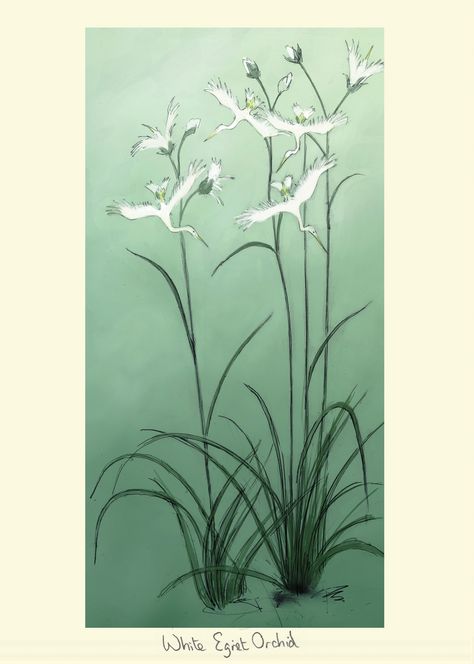 WHITE EGRET ORCHID by Julian Williams for the Encyclopaedia of Plants and Animals with Unusual Names White Egret Orchid, Habenaria Radiata, Egret Orchid, Two Bad Mice, Orchid Tattoo, Unusual Names, White Egret, Illustration Artwork, All Flowers