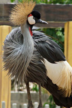 Grey Crowned Crane 2 Poaching Animals, Crested Crane, Grey Crowned Crane, Names Of Birds, Crowned Crane, Crane Bird, Bird Watcher, Airbrush Art, Bird Pictures