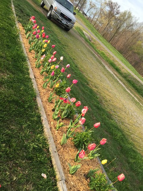 Raised Bed Tulip Garden, Tulip Raised Bed, Tulip Flower Bed, Tulip Bed, Bulbs Garden Design, Farmhouse Outside, Small Garden Layout, Front Yard Flowers, Growing Tulips