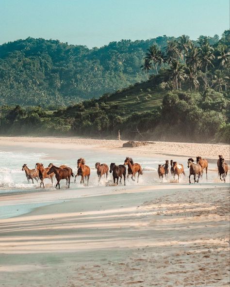 Horses On The Beach Aesthetic, Horse On Beach, Horses On The Beach, An Awesome Wave, Surfer Aesthetic, Horse Background, Costal Cowgirl, Equestrian Aesthetic, Summer Picture Poses