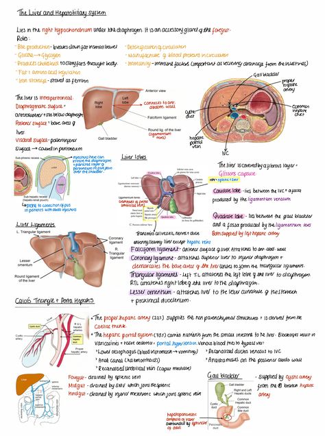 The Liver Liver Anatomy Notes, Liver Nursing, Liver Diagram, Cirrhotic Liver, Hepatobiliary System, Abdominal Ultrasound, Liver Anatomy, Liver Function Test, Excretory System