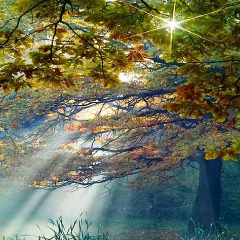 Forest Sunrise, Fairytale Forest, A Pond, Gandalf, Alam Yang Indah, Beautiful Tree, In The Woods, Amazing Nature, Nature Beauty