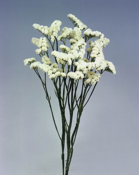 Limonium Limonium Arrangement, Cineraria Silver Dust, White Limonium, Purple Statice Flower, Limonium Platyphyllum, Field Flowers, Florist, Bouquets, Glass Vase